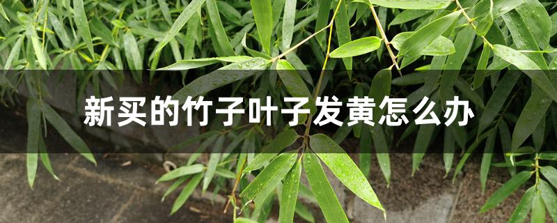 新买的竹子叶子发黄怎么办
