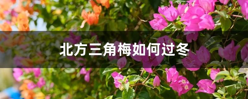 北方三角梅如何过冬