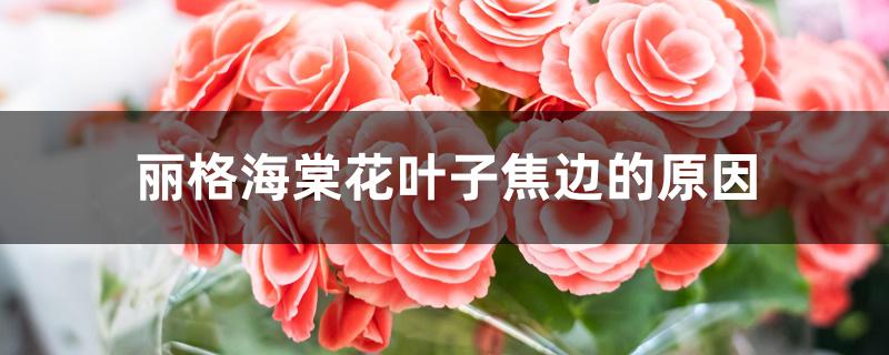 丽格海棠花叶子焦边的原因