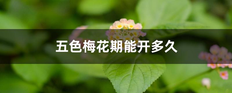 五色梅花期能开多久