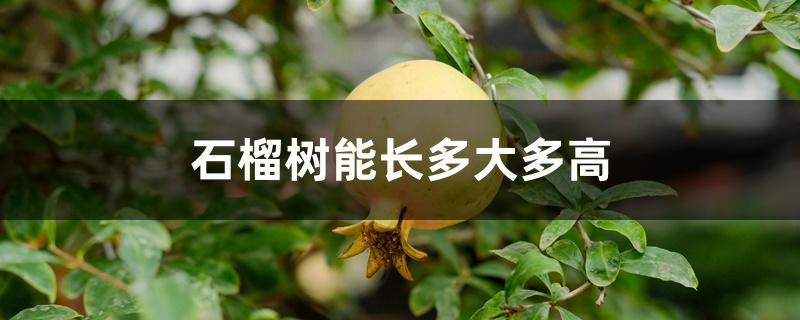 石榴树能长多大多高