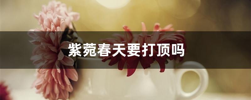 紫菀春天要打顶吗