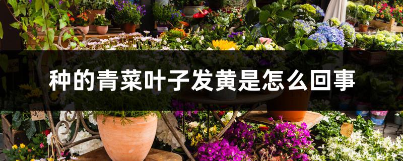 种的青菜叶子发黄是怎么回事