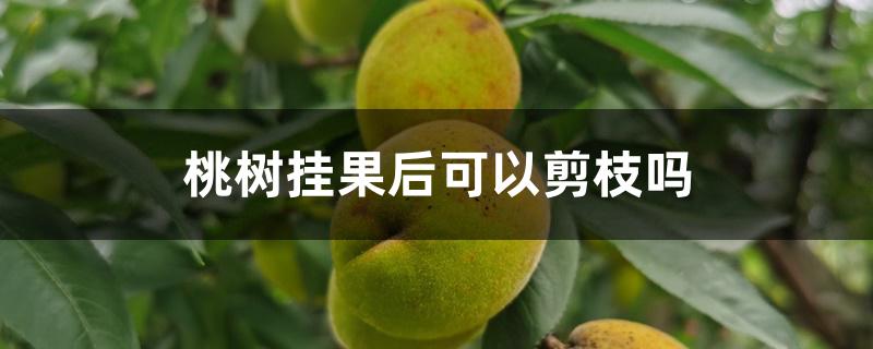 桃树挂果后可以剪枝吗