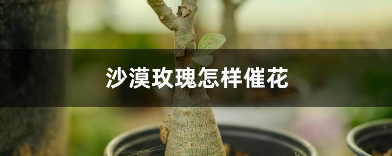 沙漠玫瑰怎样催花