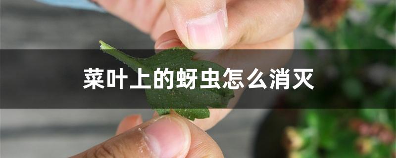 菜叶上的蚜虫怎么消灭