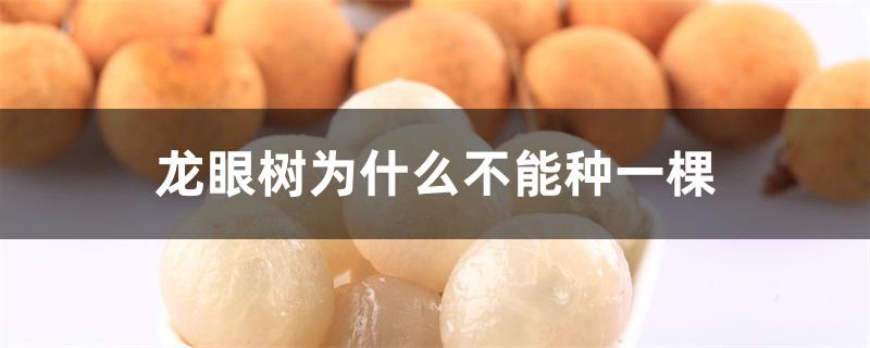 龙眼树为什么不能种一棵