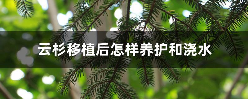 云杉移植后怎样养护和浇水