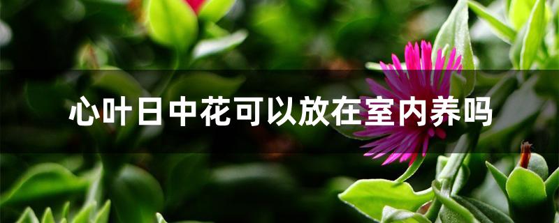 心叶日中花可以放在室内养吗