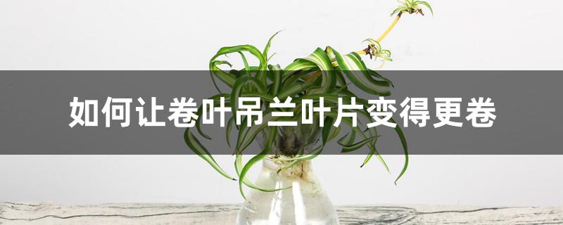 如何让卷叶吊兰叶片变得更卷