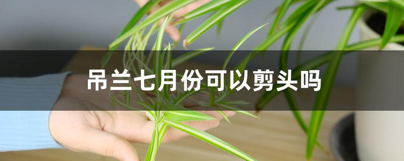 吊兰七月份可以剪头吗