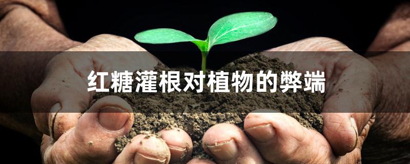 红糖灌根对植物的弊端