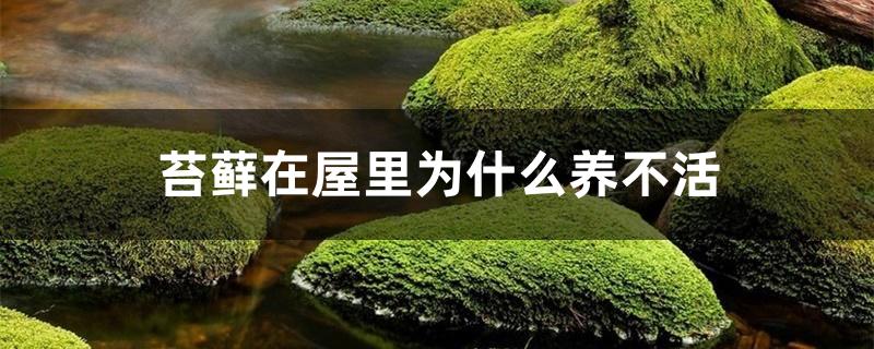 苔藓在屋里为什么养不活