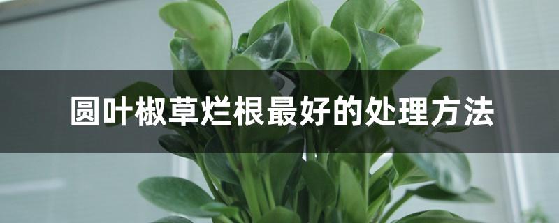 圆叶椒草烂根最好的处理方法