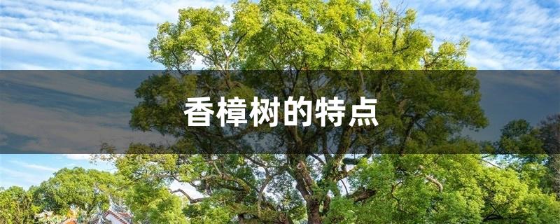 香樟树的特点