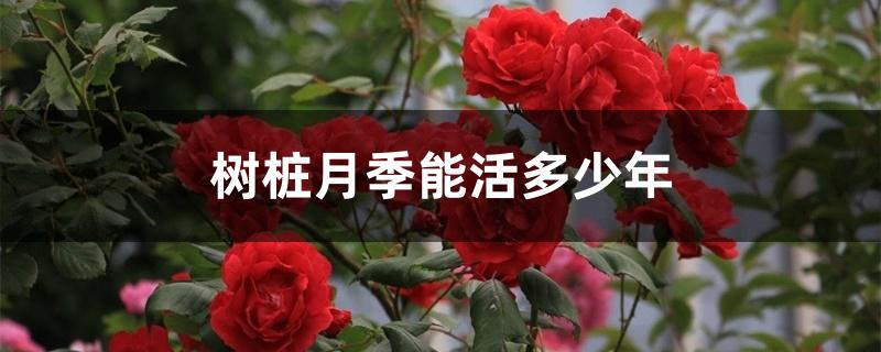 树桩月季能活多少年