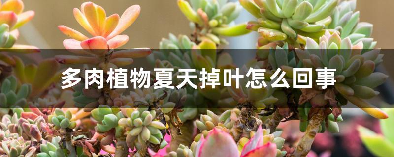 多肉植物夏天掉叶怎么回事