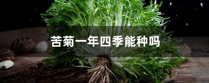 苦菊一年四季能种吗