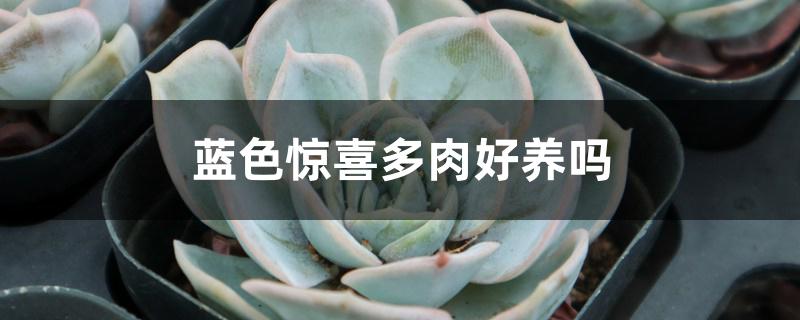 蓝色惊喜多肉好养吗
