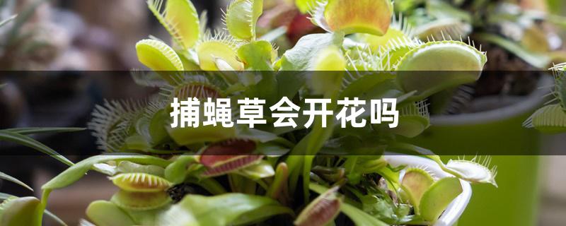 捕蝇草会开花吗