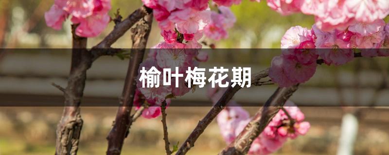 榆叶梅花期