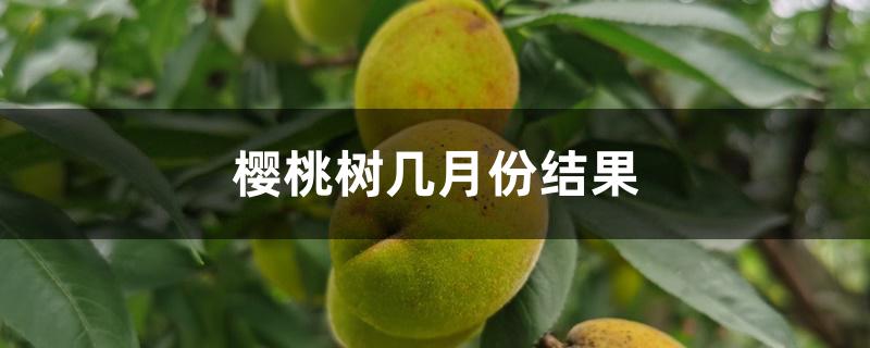 樱桃树几月份结果