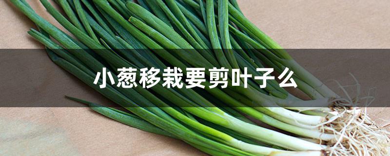 小葱移栽要剪叶子么