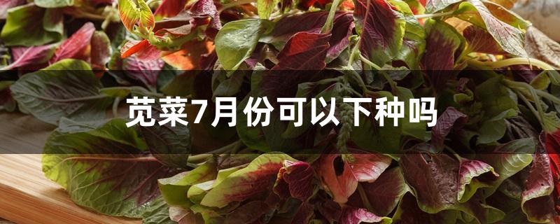 苋菜7月份可以下种吗