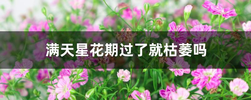 满天星花期过了就枯萎吗