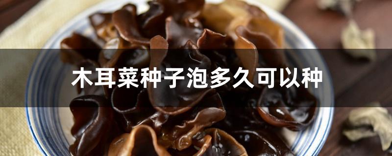 木耳菜种子泡多久可以种