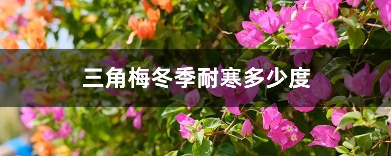 三角梅冬季耐寒多少度