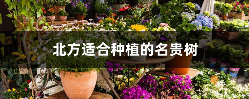 北方适合种植的名贵树
