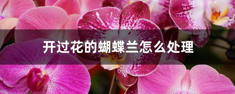 开过花的蝴蝶兰怎么处理