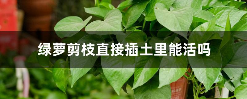 绿萝剪枝直接插土里能活吗