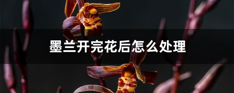 墨兰开完花后怎么处理