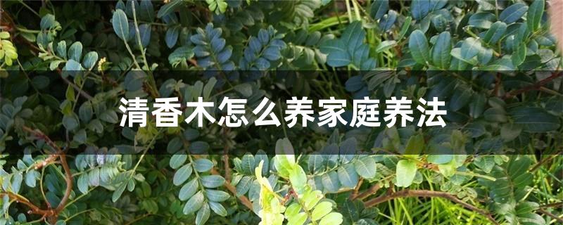 清香木怎么养家庭养法