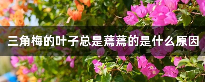 三角梅的叶子总是蔫蔫的是什么原因