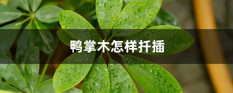 鸭掌木怎样扦插