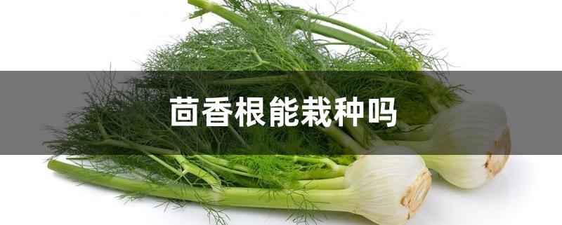 茴香根能栽种吗