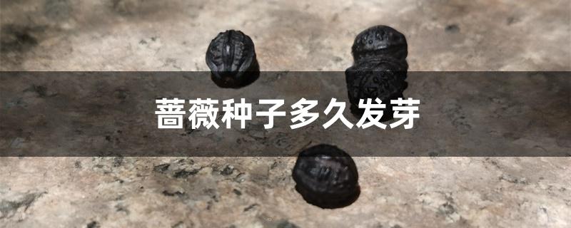蔷薇种子多久发芽