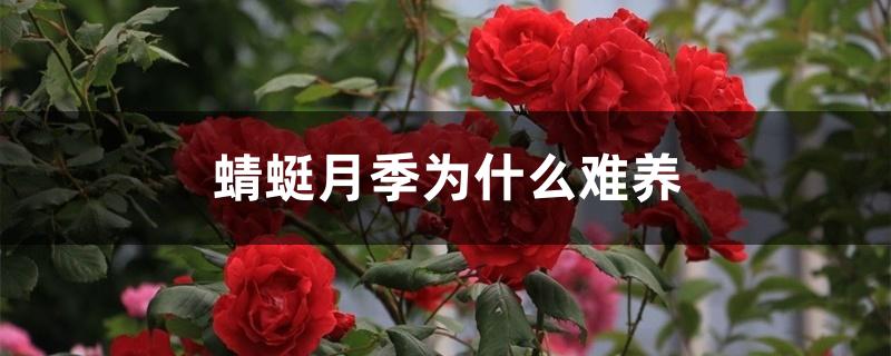 蜻蜓月季为什么难养
