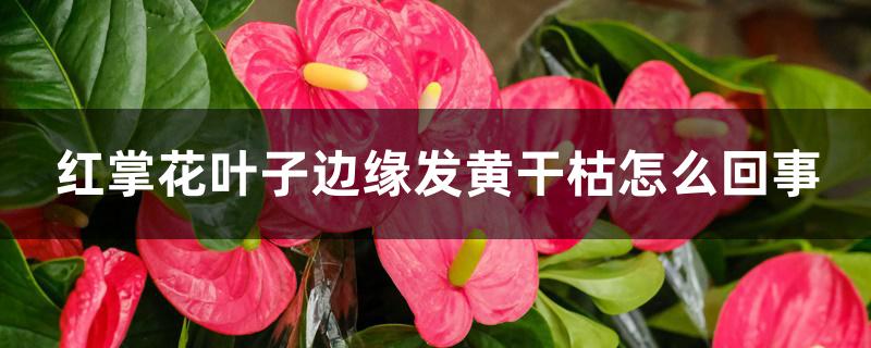 红掌花叶子边缘发黄干枯怎么回事