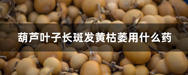 葫芦叶子长斑发黄枯萎用什么药