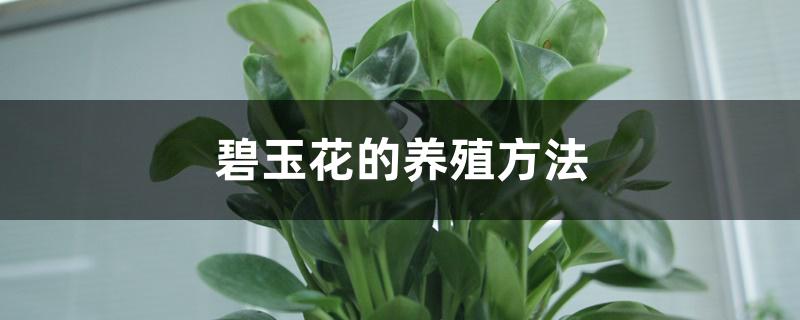 碧玉花的养殖方法