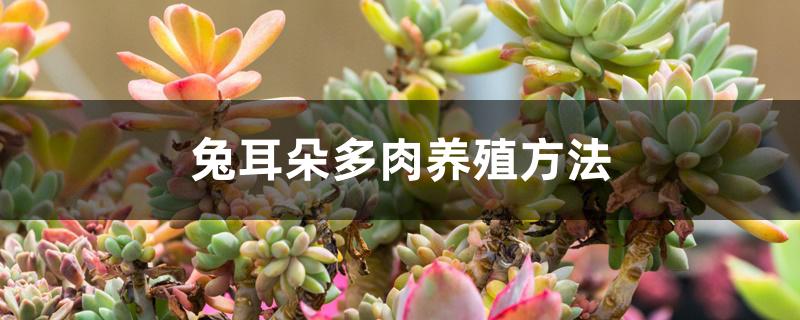 兔耳朵多肉养殖方法