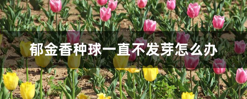 郁金香种球一直不发芽怎么办