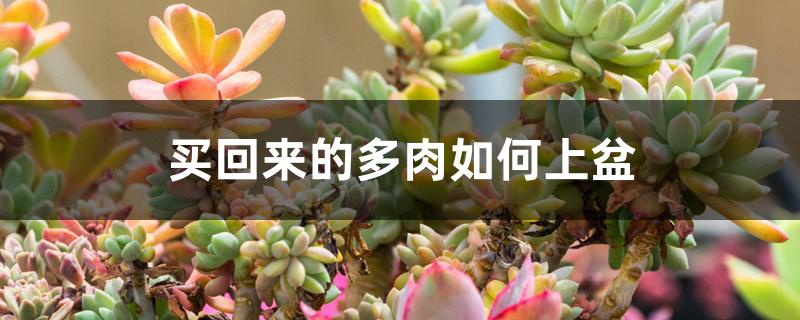 买回来的多肉如何上盆