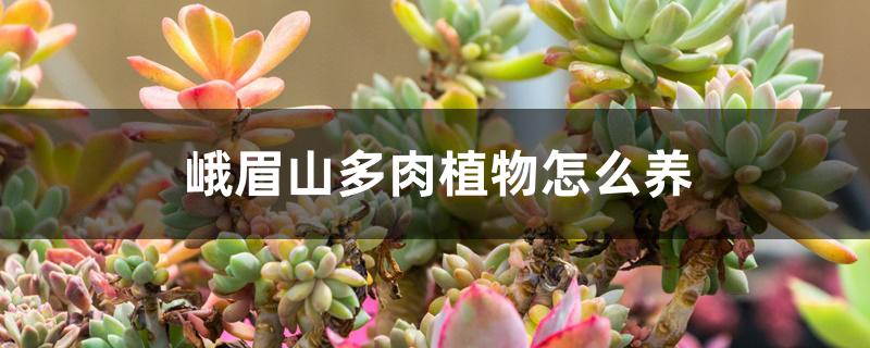 峨眉山多肉植物怎么养