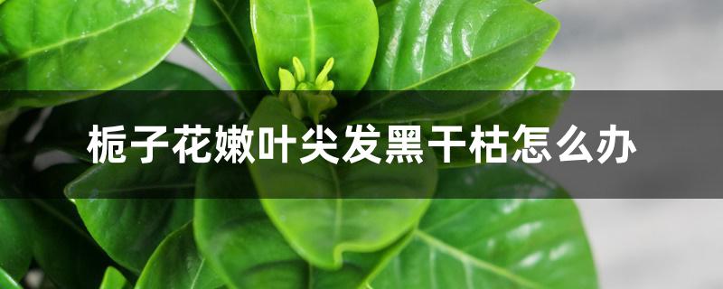 栀子花嫩叶尖发黑干枯怎么办
