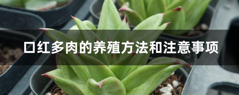 口红多肉的养殖方法和注意事项